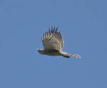 Eurasian Goshawk