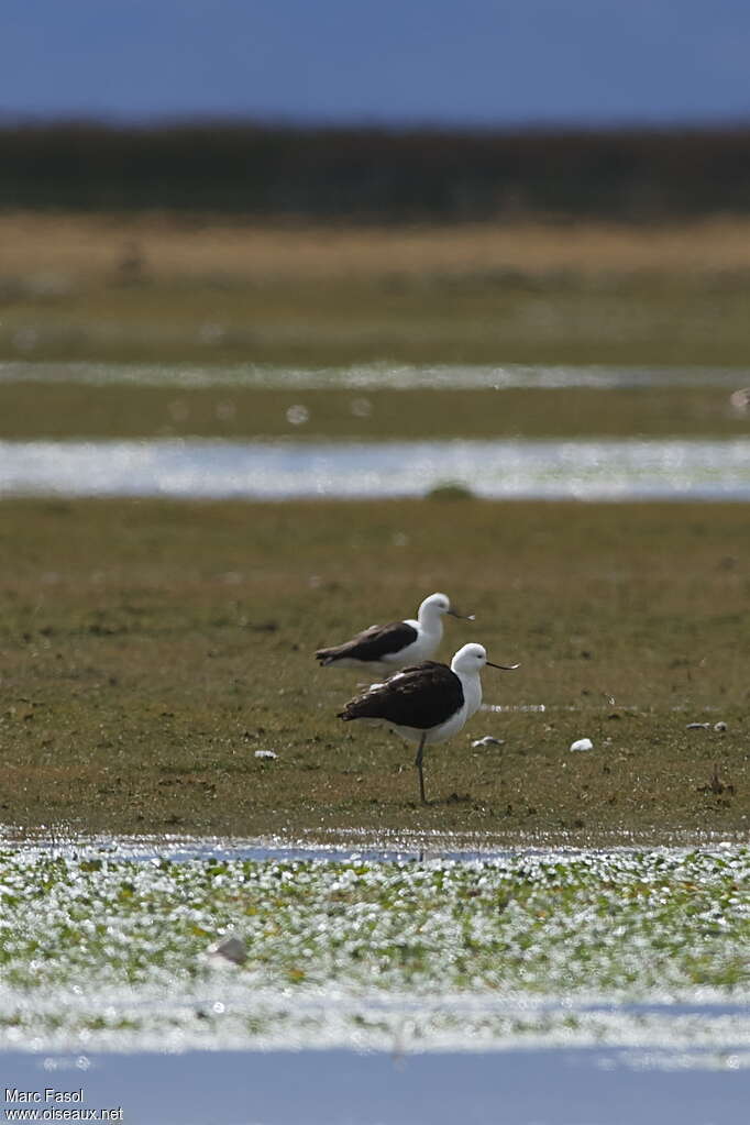 Andean Avocetadult