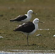 Avocette des Andes