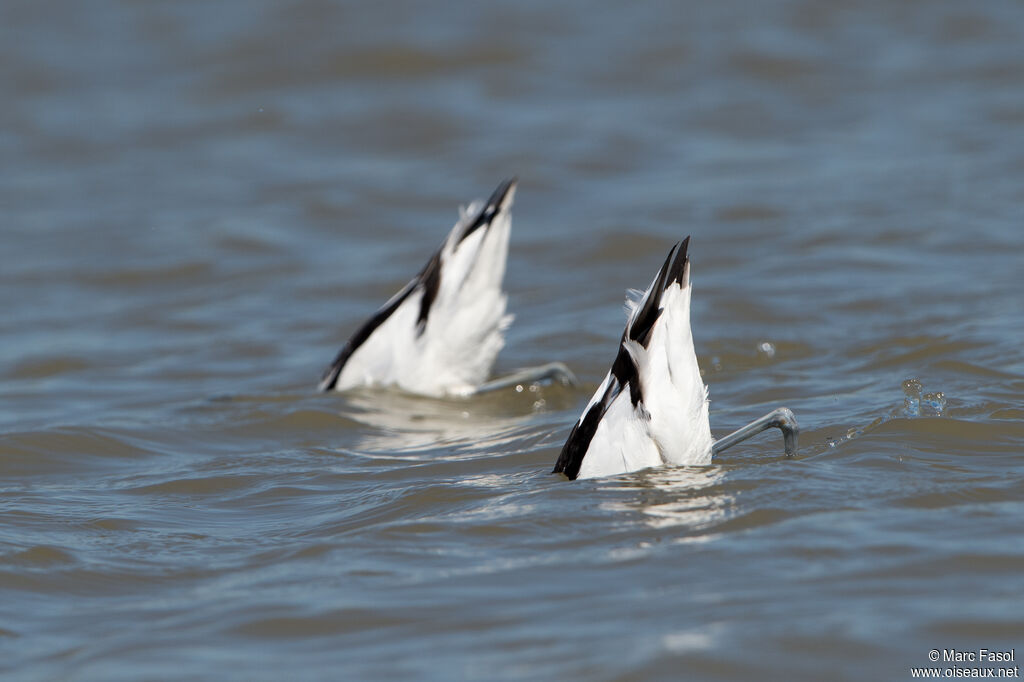 Pied Avocetadult, fishing/hunting