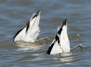 Avocette élégante