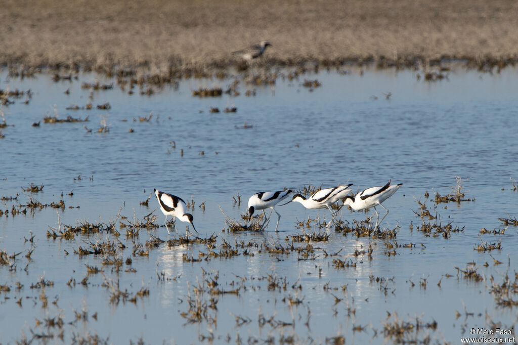 Avocette éléganteadulte, parade