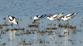 Pied Avocet