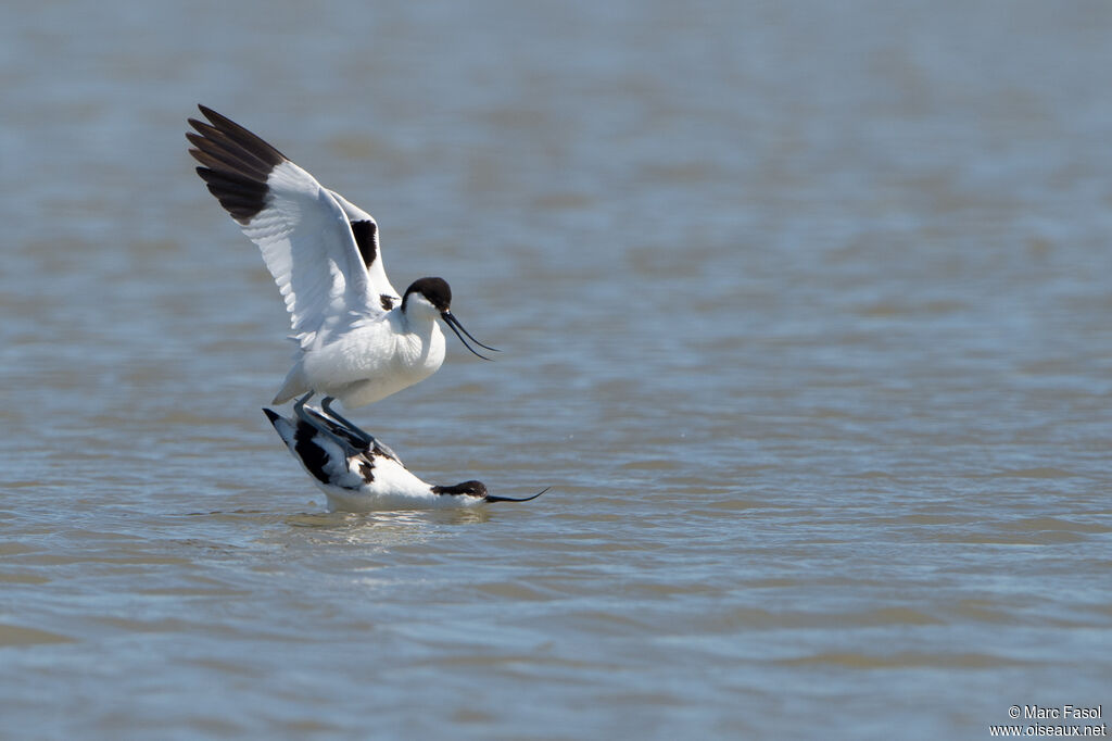 Pied Avocetadult breeding, mating.