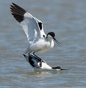 Avocette élégante