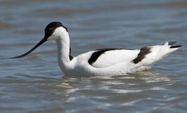 Avocette élégante