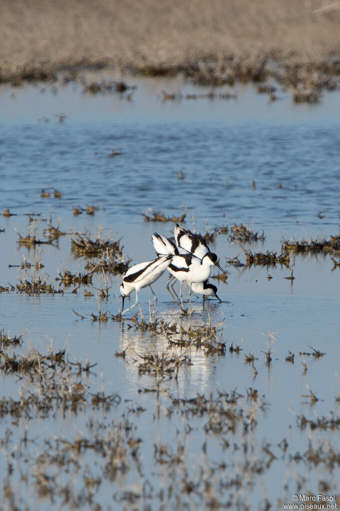 Avocette éléganteadulte, parade