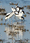 Avocette élégante