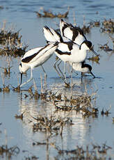 Avocette élégante