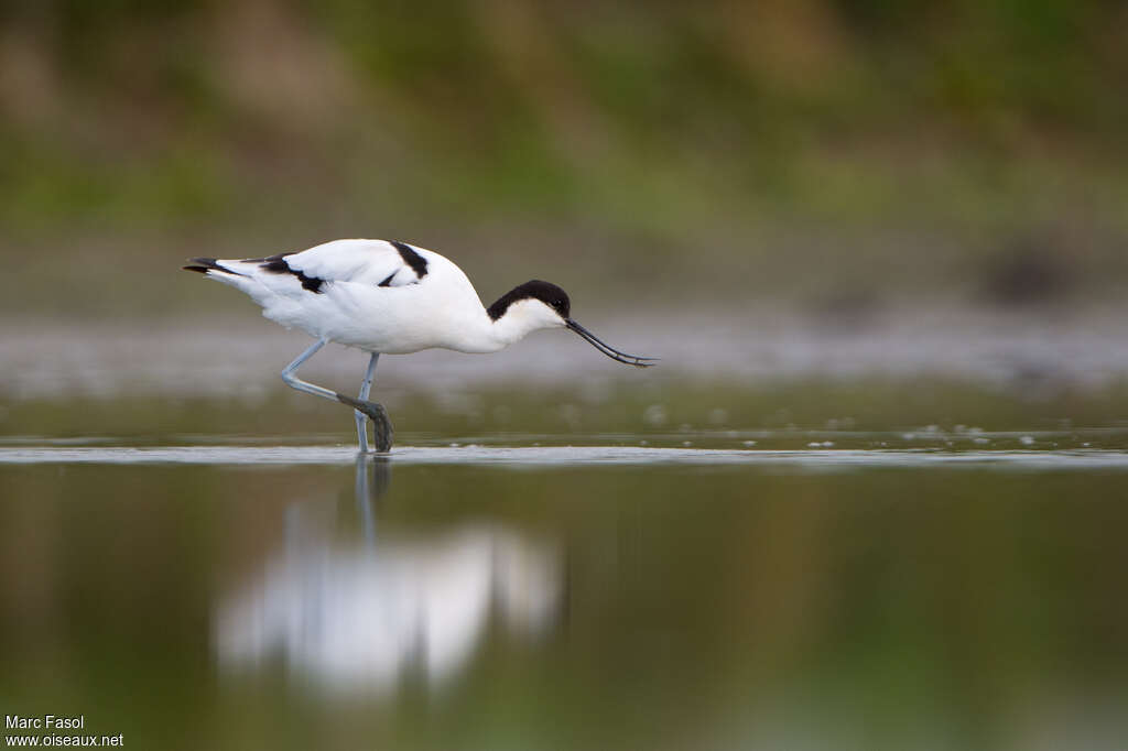 Pied Avocet, fishing/hunting