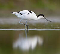 Avocette élégante