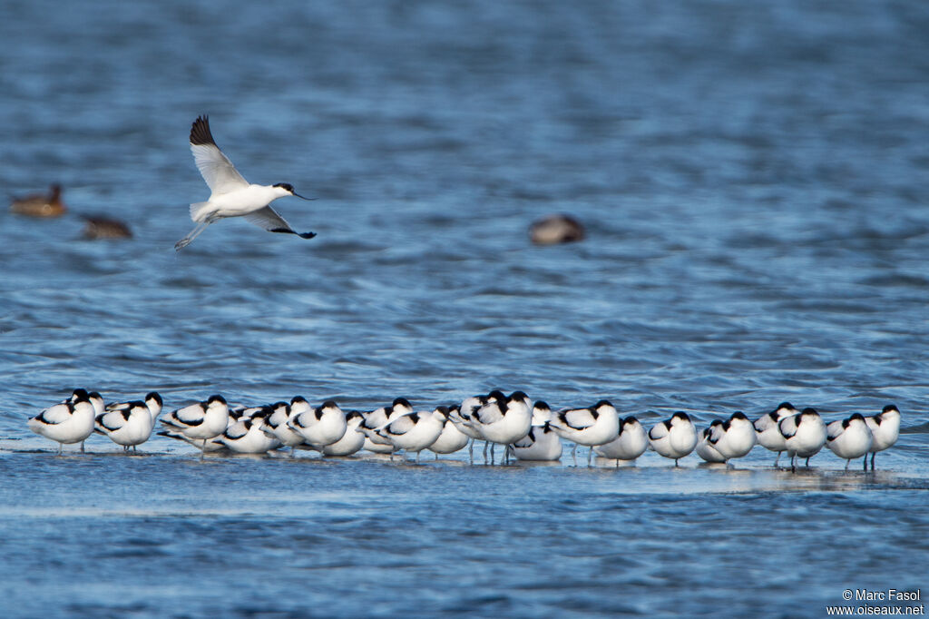 Avocette élégante