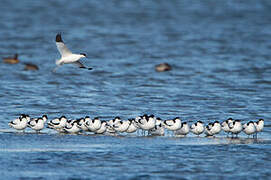 Pied Avocet