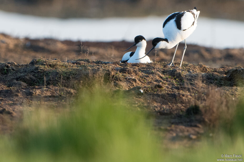 Avocette éléganteadulte nuptial, Nidification