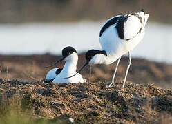 Avocette élégante