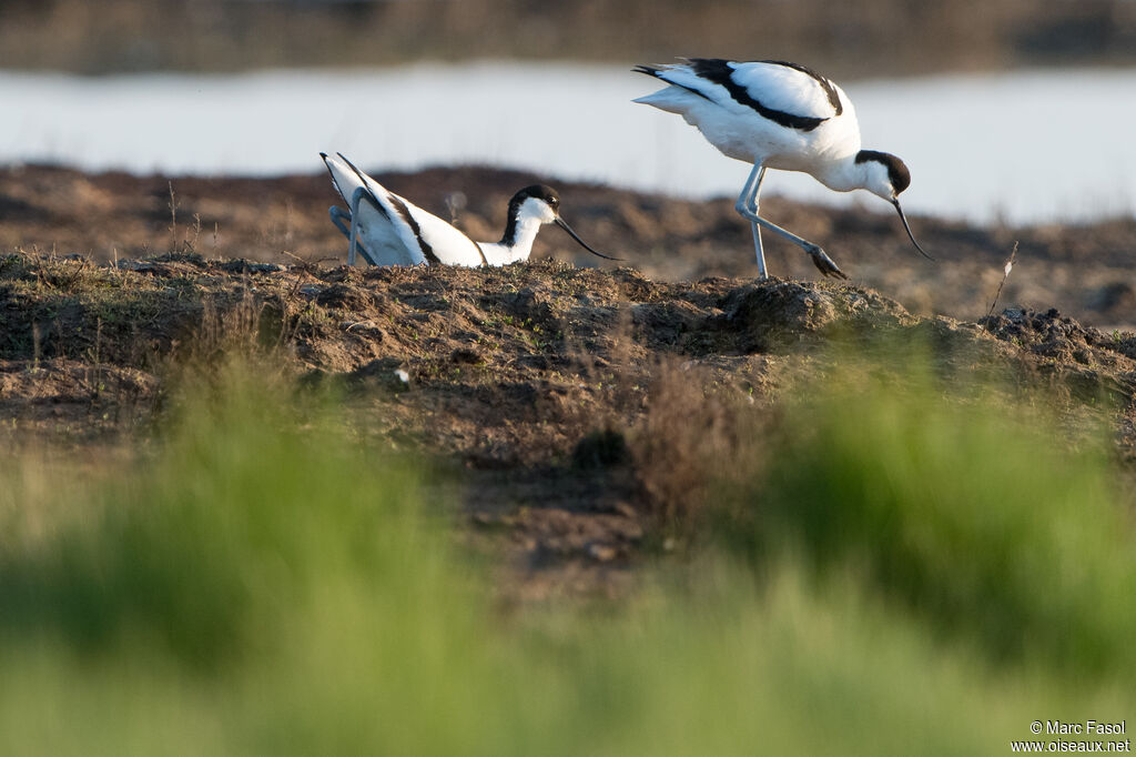 Pied Avocetadult breeding, Reproduction-nesting