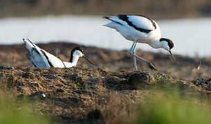 Pied Avocet