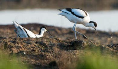 Avocette élégante