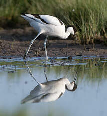 Avocette élégante