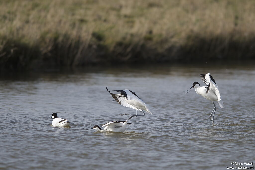 Avocette éléganteadulte nuptial, Comportement