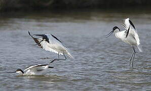 Avocette élégante