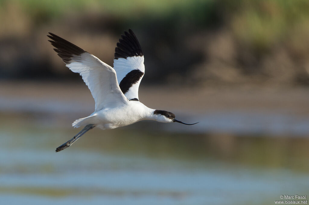 Avocette éléganteadulte, Vol