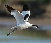 Avocette élégante