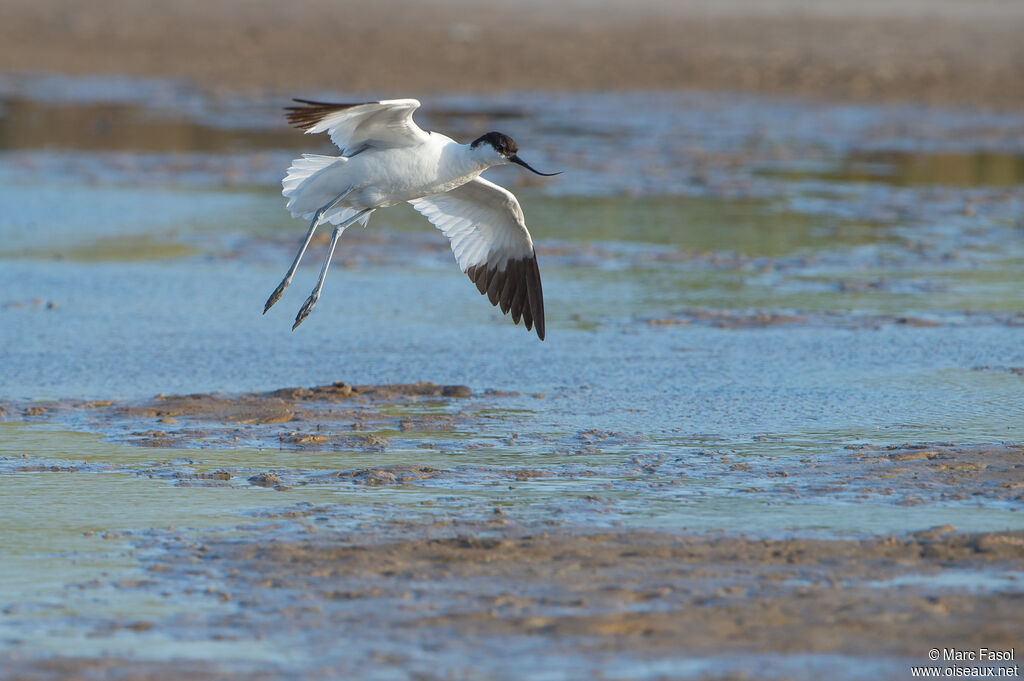 Avocette éléganteadulte, Vol