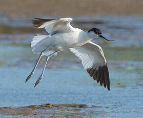 Avocette élégante