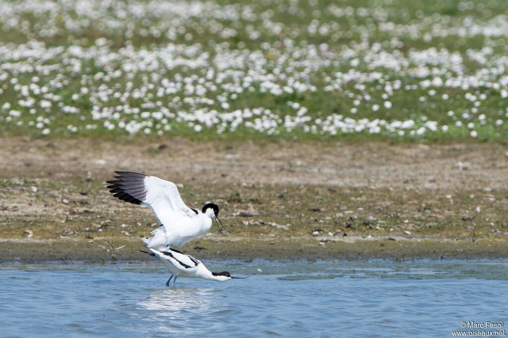 Pied Avocetadult, mating.