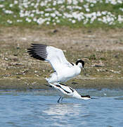 Avocette élégante