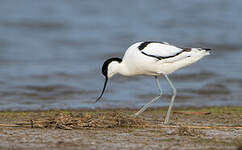 Avocette élégante