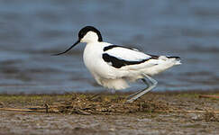 Avocette élégante