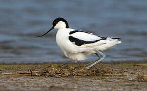 Avocette élégante