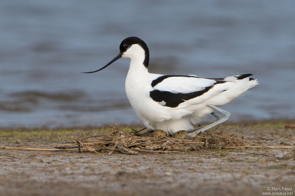 Avocette éléganteadulte nuptial, identification, Nidification