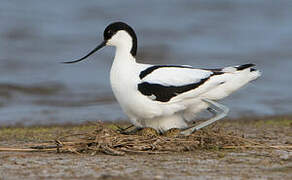Avocette élégante