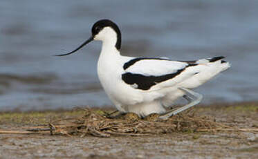 Avocette élégante
