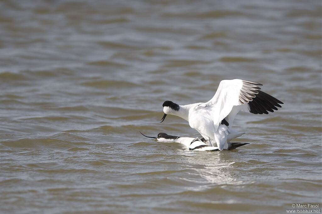 Avocette élégante , Comportement