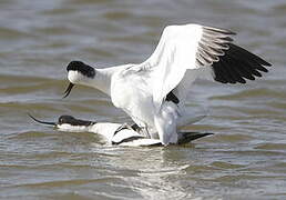 Pied Avocet