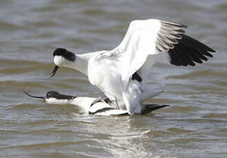 Avocette élégante