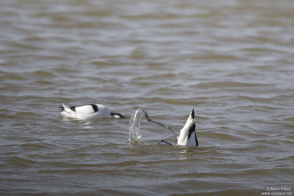 Avocette éléganteadulte nuptial, régime, Comportement