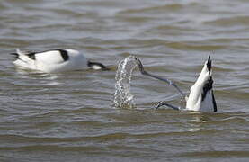 Avocette élégante