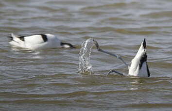 Avocette élégante