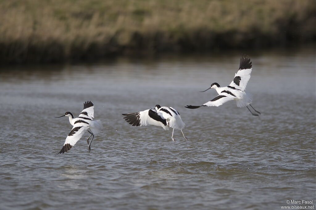 Avocette éléganteadulte nuptial, Comportement