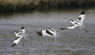 Avocette élégante