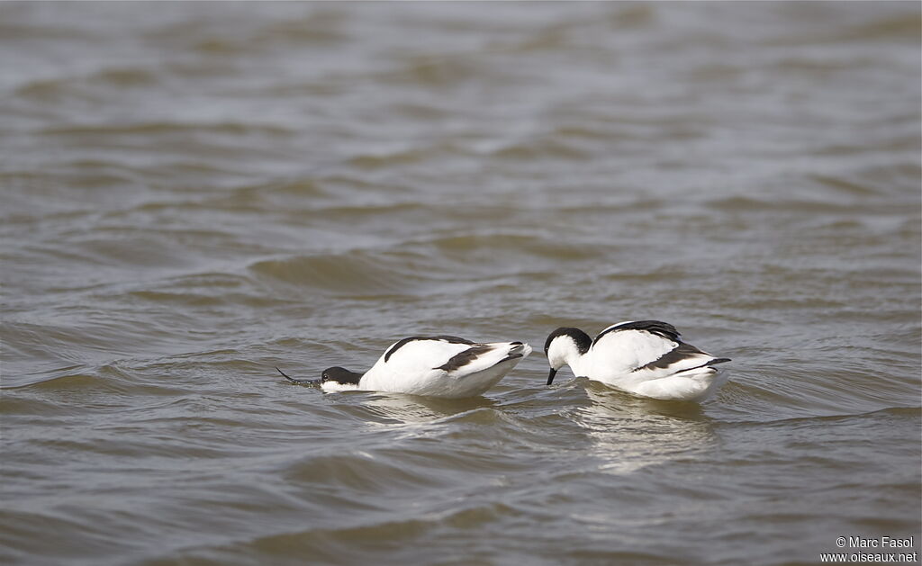 Pied Avocet 