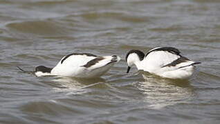 Pied Avocet