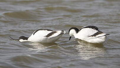 Avocette élégante