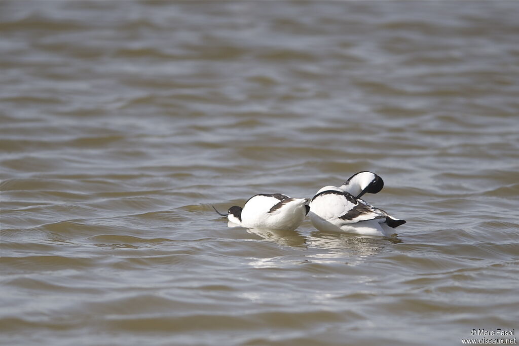 Avocette élégante , Comportement