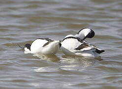 Avocette élégante